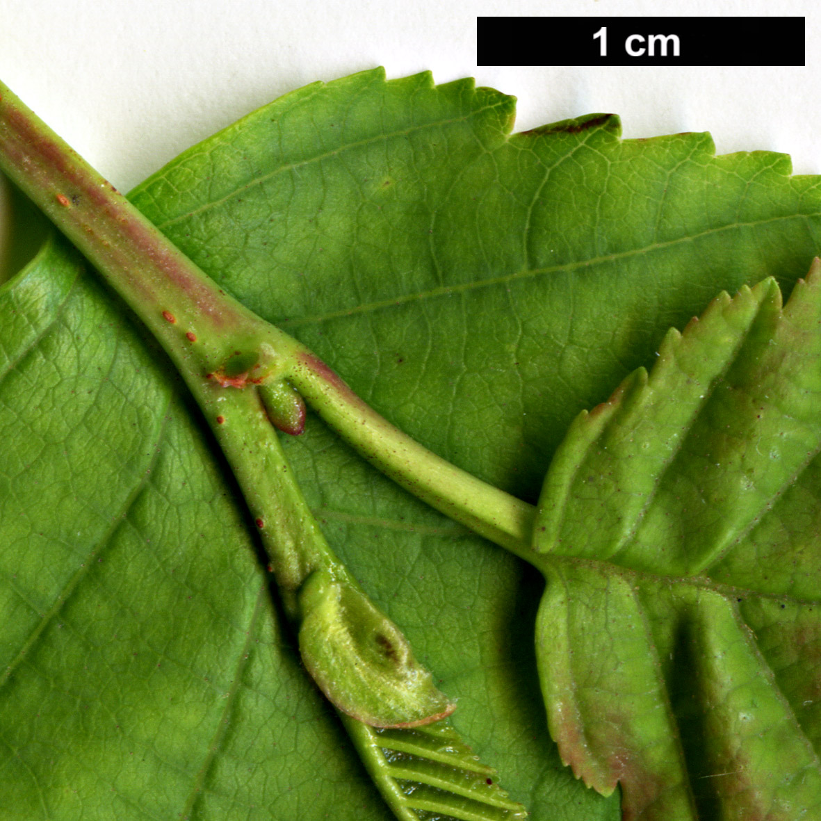 High resolution image: Family: Betulaceae - Genus: Alnus - Taxon: incana - SpeciesSub: subsp. tenuifolia